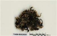 藏品(毛扭苔屬)的圖片